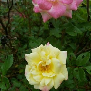 Meet your Posher, Ellen